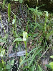 Pterostylis monticola