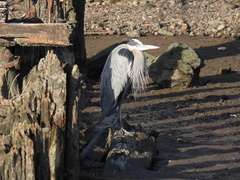 Ardea herodias
