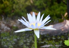 Nymphaea nouchali caerulea