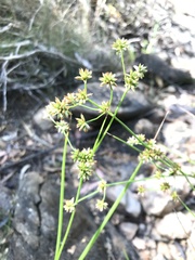 Juncus holoschoenus