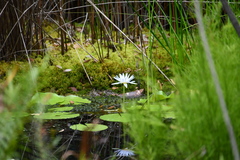 Nymphaea nouchali caerulea