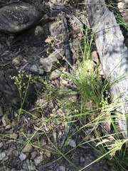 Juncus holoschoenus