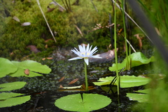 Nymphaea nouchali caerulea