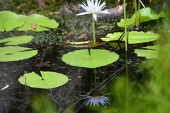 Nymphaea nouchali caerulea