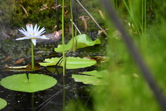 Nymphaea nouchali caerulea