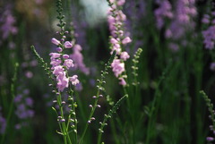 Physostegia intermedia