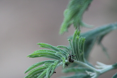 Uresiphita ornithopteralis