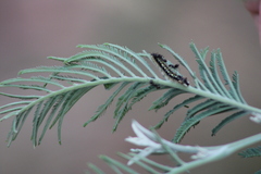 Uresiphita ornithopteralis