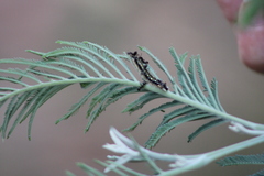 Uresiphita ornithopteralis
