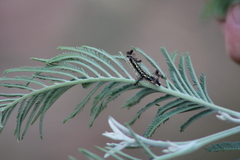 Uresiphita ornithopteralis