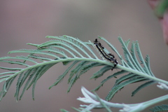 Uresiphita ornithopteralis
