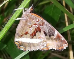 Eurytela hiarbas lita