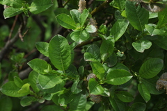 Salix apoda