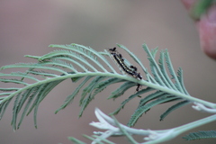 Uresiphita ornithopteralis