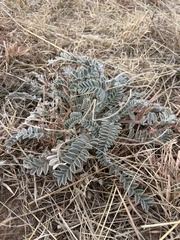Astragalus mollissimus