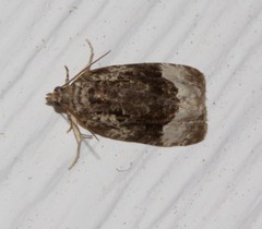 Apotomis funerea