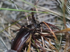 Prionus californicus