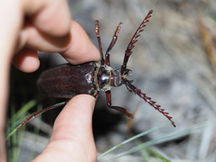 Prionus californicus