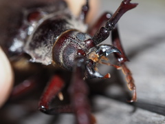 Prionus californicus