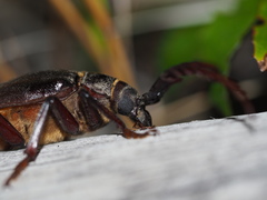 Prionus californicus