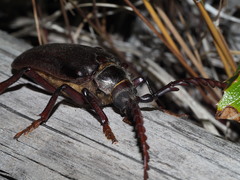 Prionus californicus