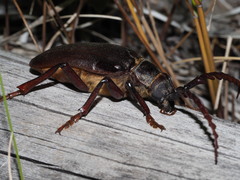 Prionus californicus