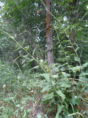 Chlorocrambe hastata