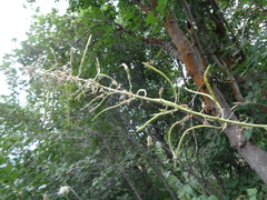 Chlorocrambe hastata