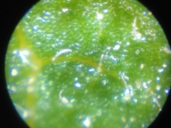 Bursera littoralis