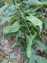Chlorocrambe hastata