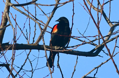 Agelaius phoeniceus californicus