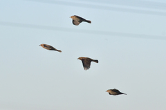 Agelaius phoeniceus californicus