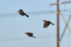 Agelaius phoeniceus californicus