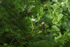 Salix apoda