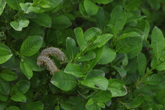 Salix apoda