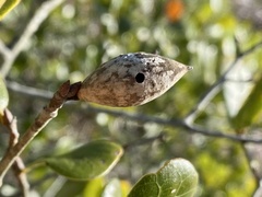 Amphibolips quercuscitriformis