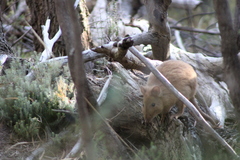 Potorous tridactylus