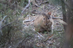 Potorous tridactylus