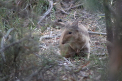 Potorous tridactylus
