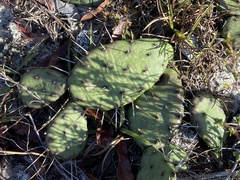 Opuntia mesacantha
