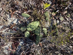 Opuntia mesacantha