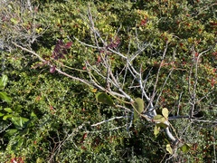 Rhus copallina image