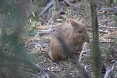 Potorous tridactylus