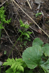 Luzula stenophylla