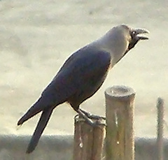Corvus splendens