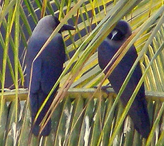 Corvus splendens