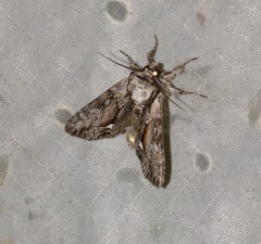 Hyppa contrasta