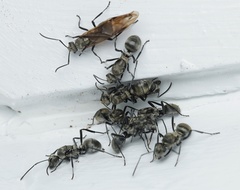 Polyrhachis cupreata