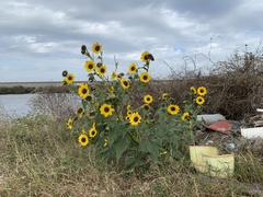 Helianthus debilis cucumerifolius