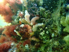 Schizophrys rufescens